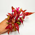 Alternanthera Reineckii Rosanervig | Planta Roja Premium Acuario