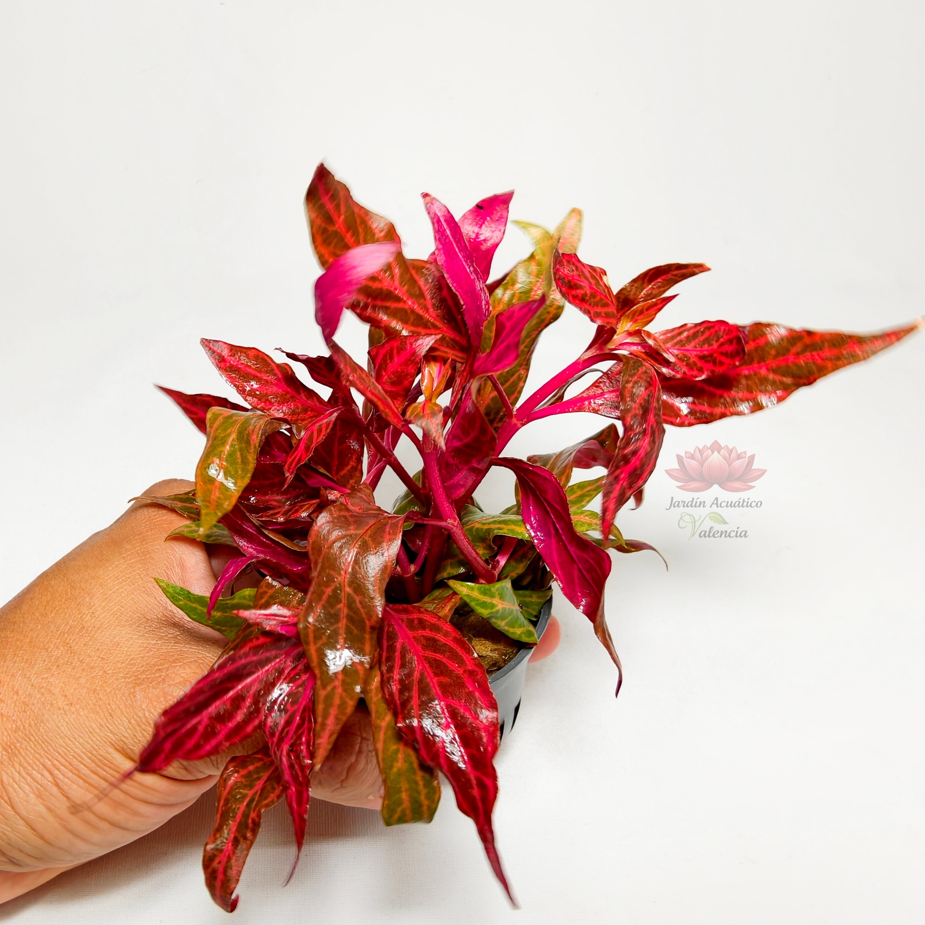 Alternanthera Reineckii Rosanervig | Planta Roja Premium Acuario