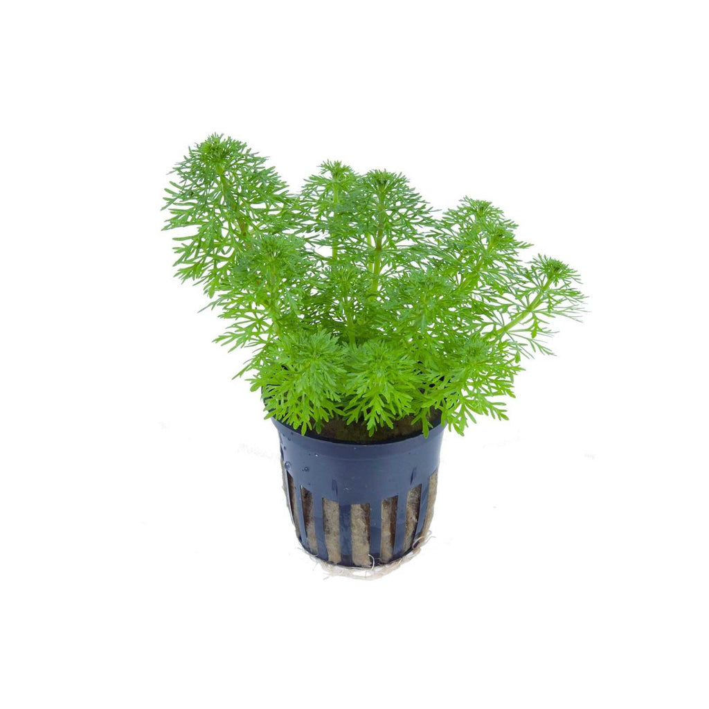 Limnophila heterophylla – Una planta de tallo frondosa para crear volumen y movimiento
