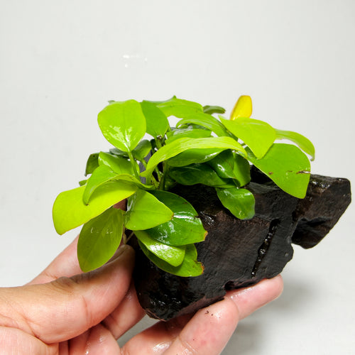 Anubias Nana Golden pegada en tronco Premium | Planta Acuática Natural.