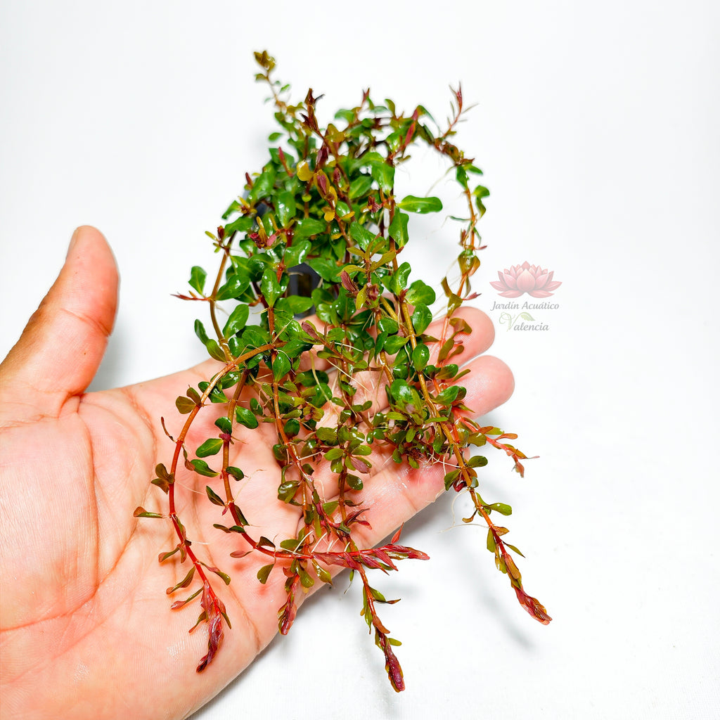 Rotala H’ra Premium | Planta Roja para Aquascaping.