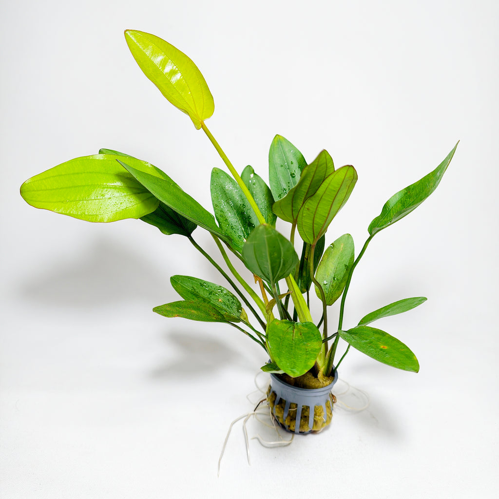 Echinodorus Barthii Premium | Planta Roja para Acuario