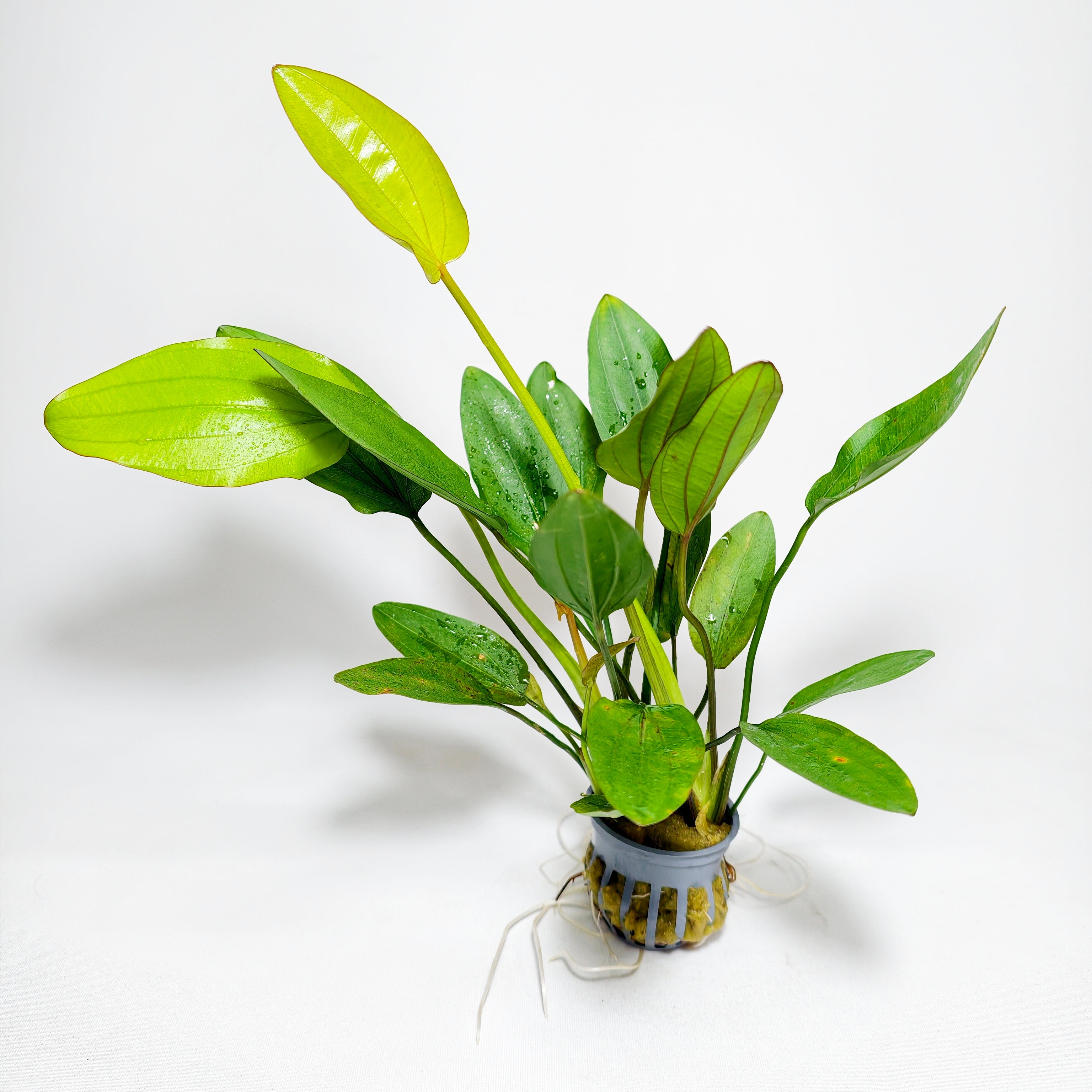 Echinodorus Barthii Premium | Planta Roja para Acuario