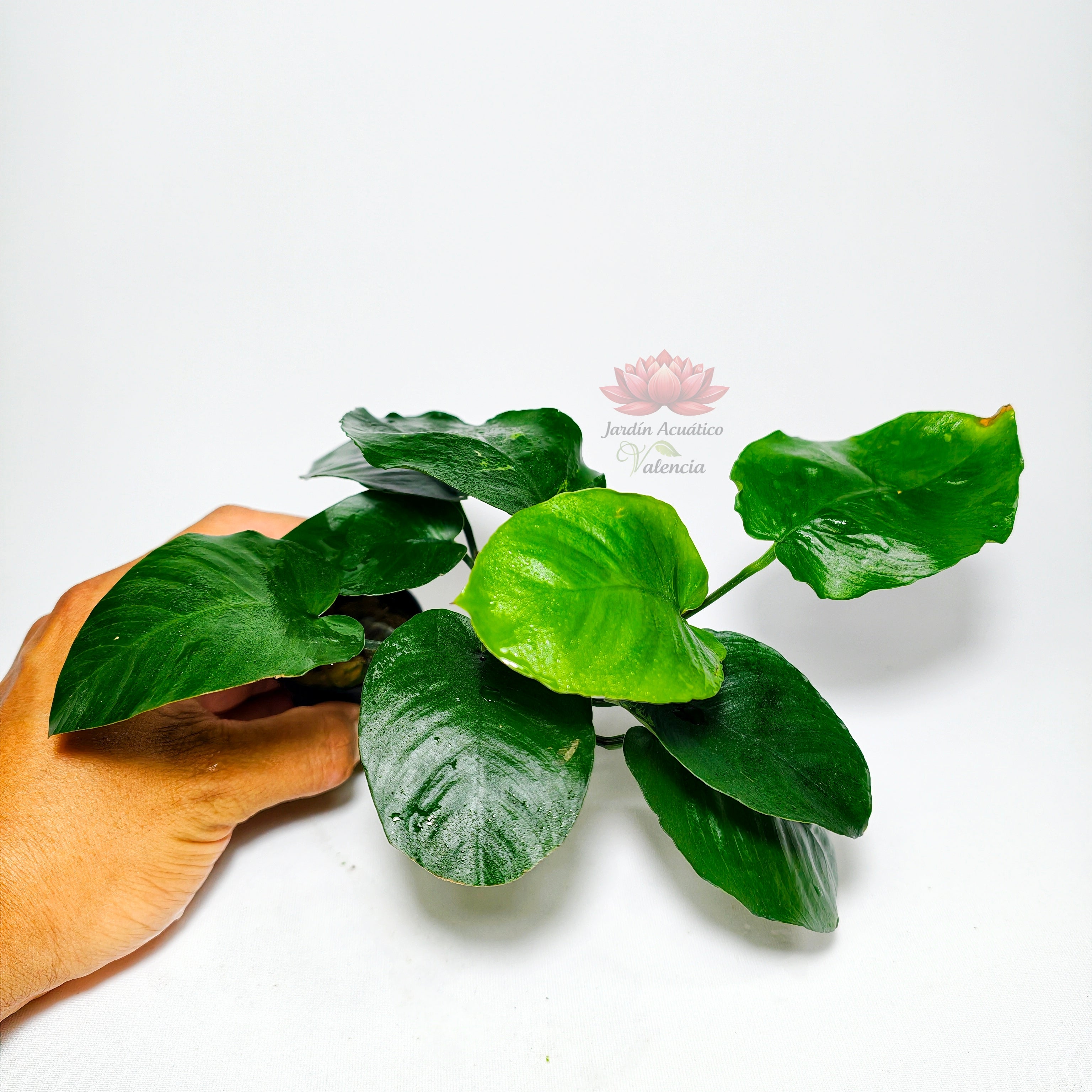 Anubias Barteri Broad Leaf Premium.