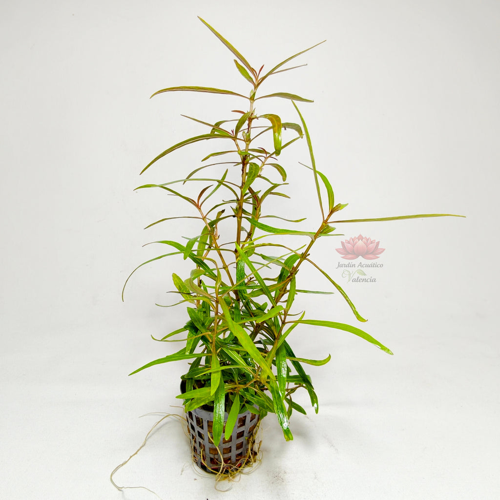 Hygrophila Lancea Premium | Planta Exótica para Acuario