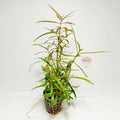 Hygrophila Lancea Premium | Planta Exótica para Acuario