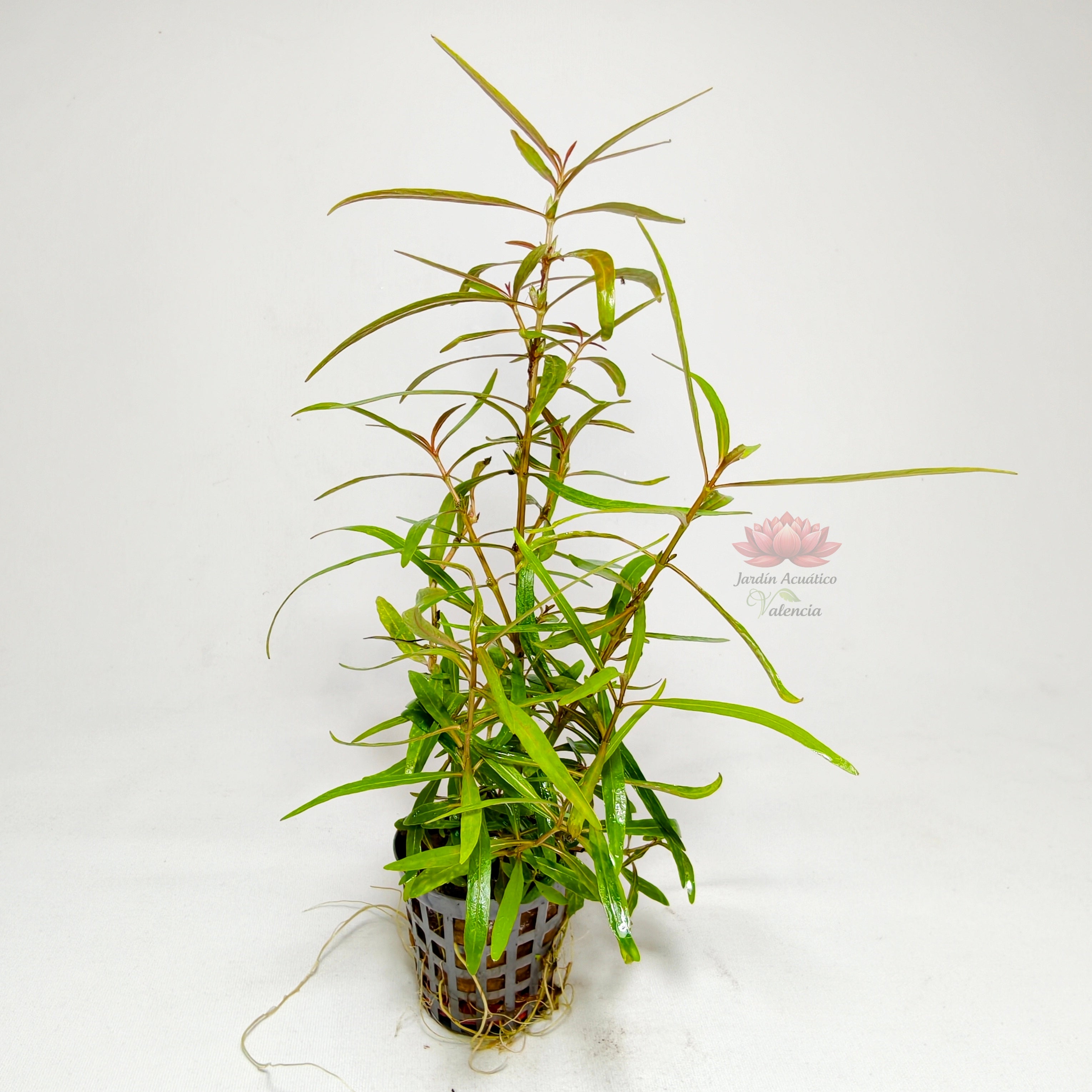 Hygrophila Lancea Premium | Planta Exótica para Acuario