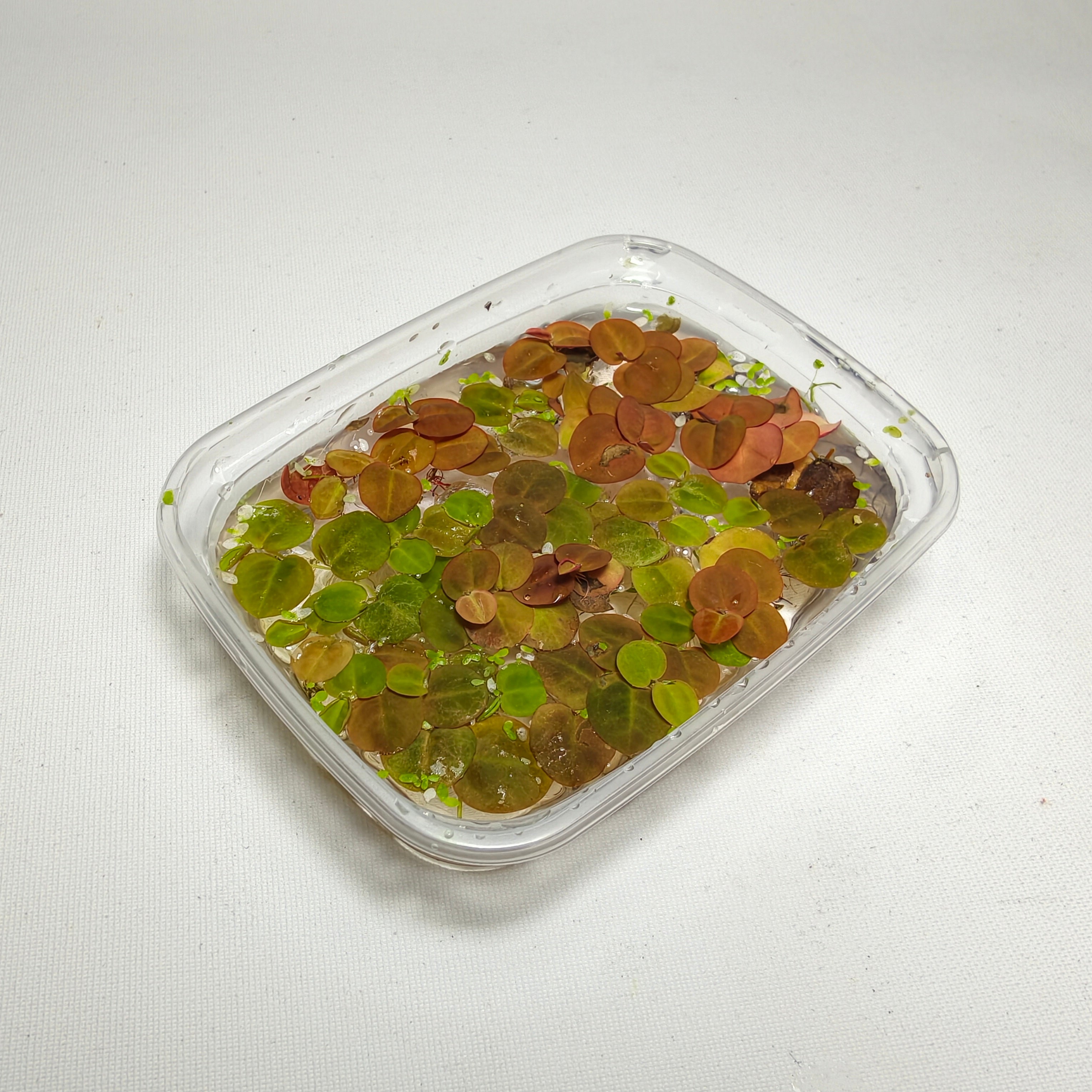 Phyllanthus Fluitans | Planta Flotante Roja para Acuario