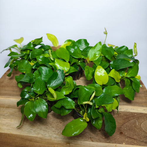 Anubias Nana Golden Premium | Planta Acuática Natural