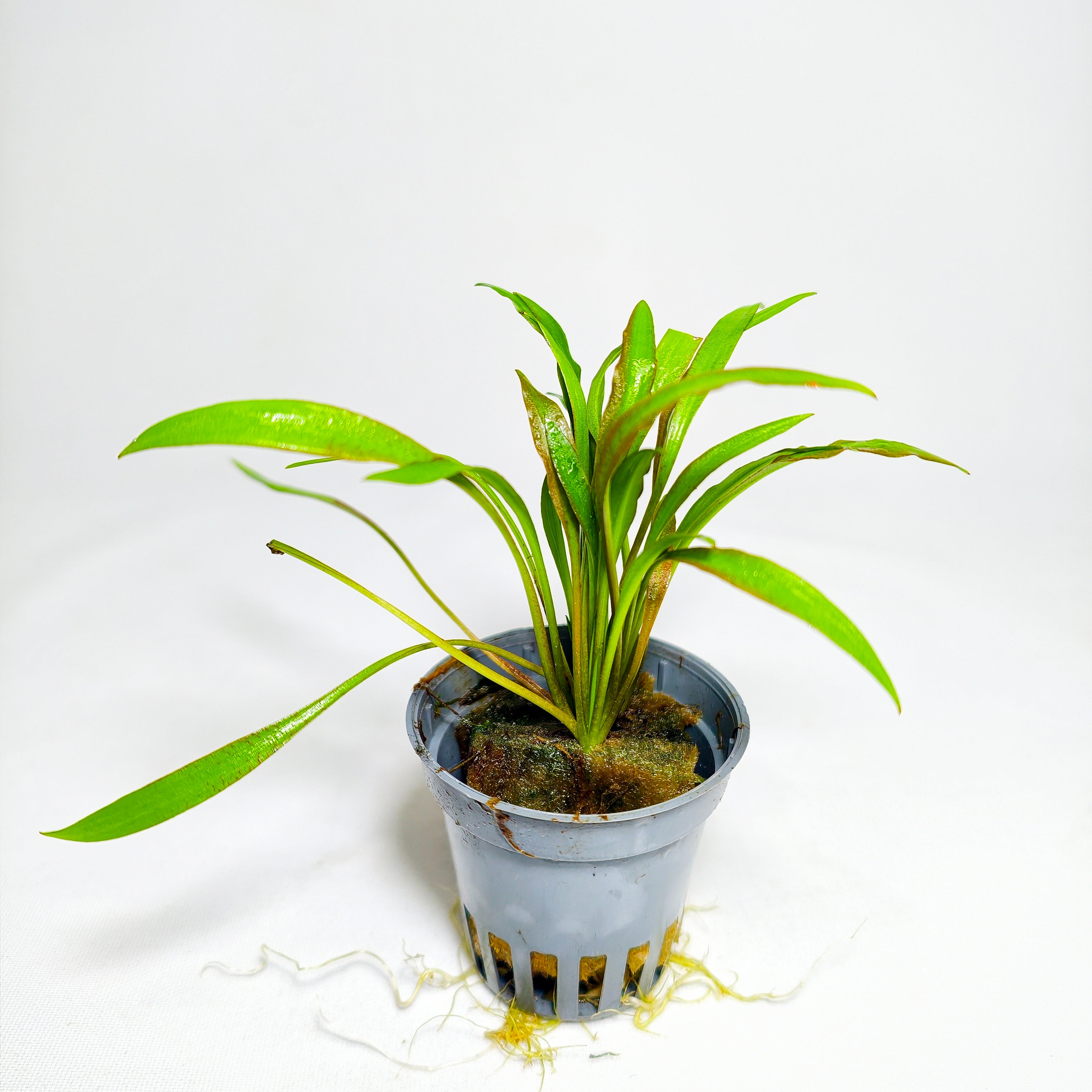 Cryptocoryne Pink Panther Premium | Planta Rosa para Acuario