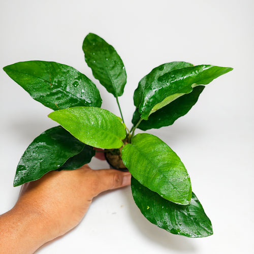 Anubia Barteri Hojas Largas Premium | Planta Natural para Acuario