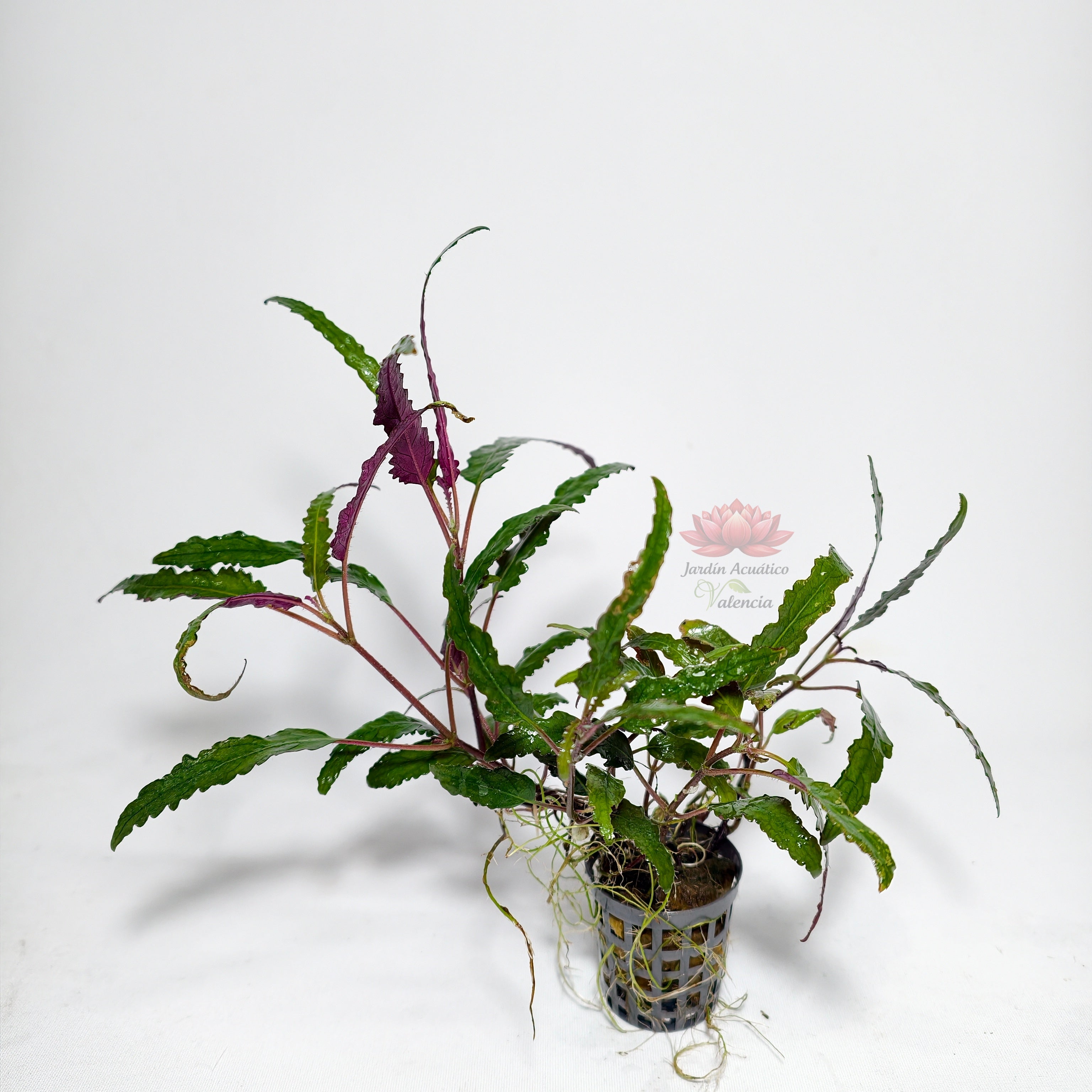 Hemigraphis Exótica Hoja Estrecha Premium | Planta para Acuario