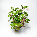 Lobelia Cardinalis Premium | Planta Acuática Natural