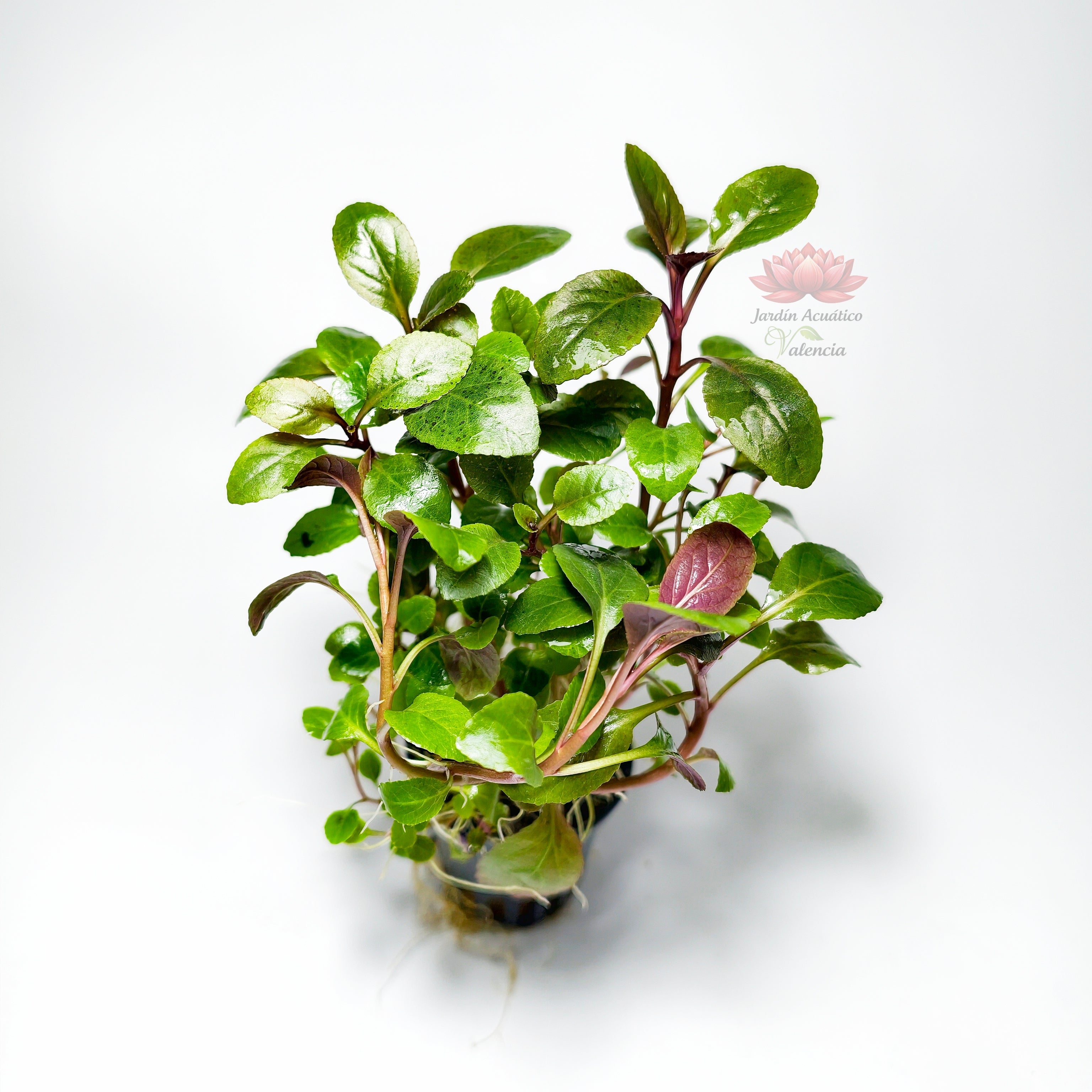 Lobelia Cardinalis Premium | Planta Acuática Natural