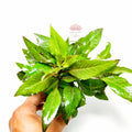 Hygrophila corymbosa