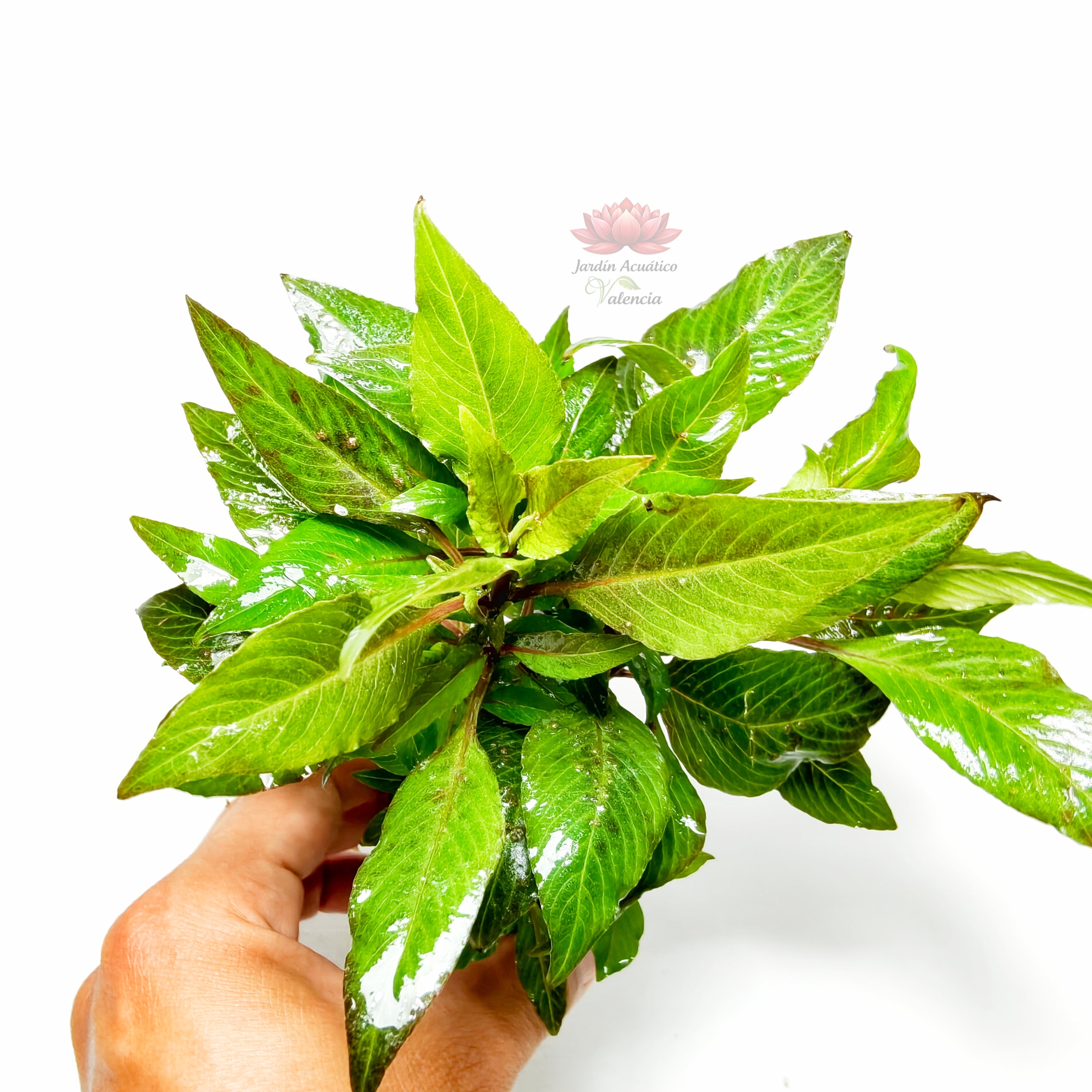 Hygrophila corymbosa