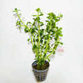Bacopa Monnieri Premium | Planta Natural para Acuario