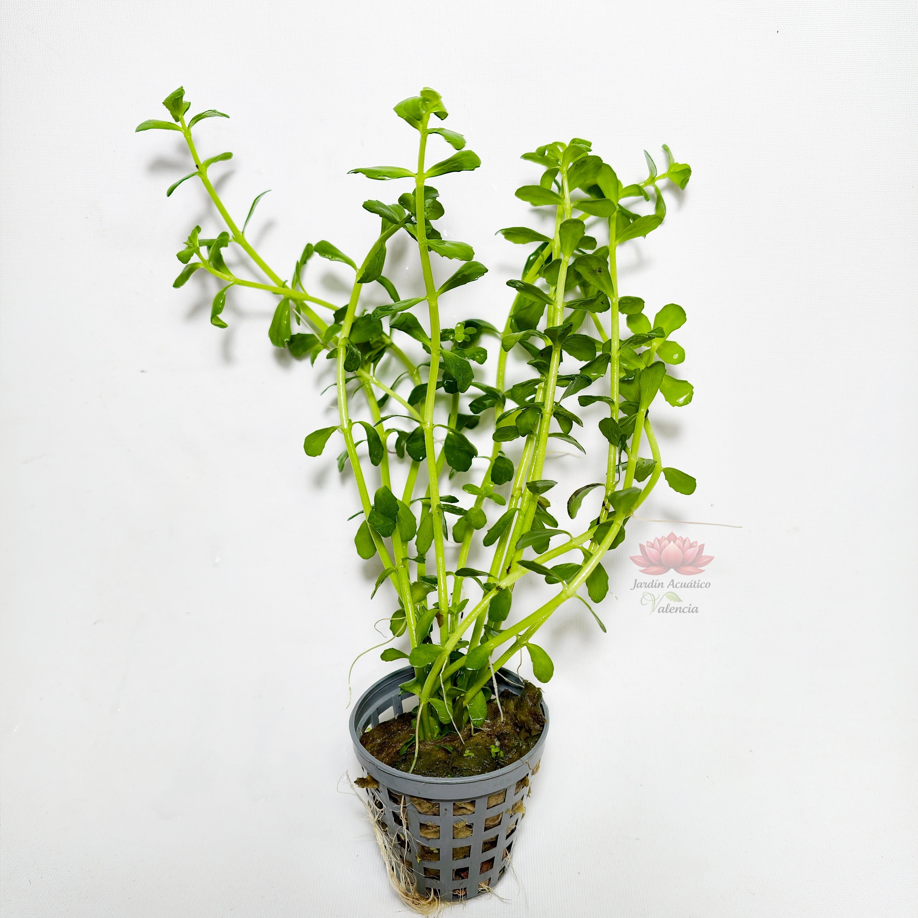 Bacopa Monnieri Premium | Planta Natural para Acuario