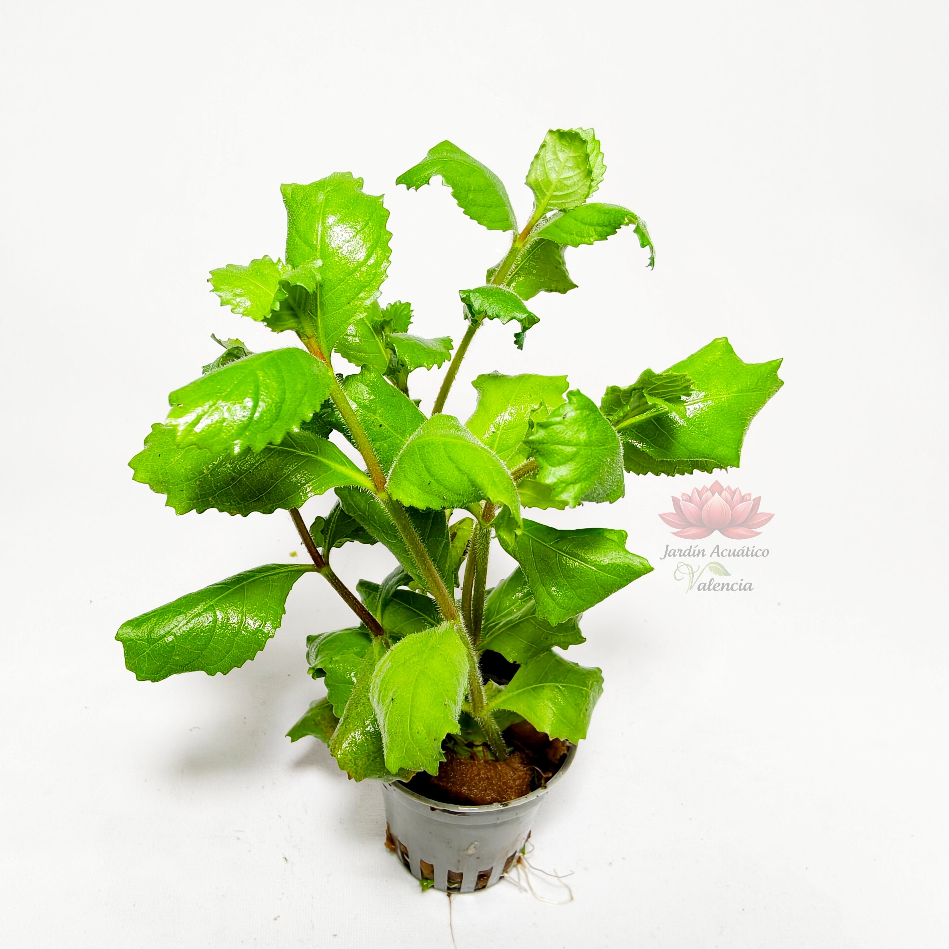Hygrophila Difformis Premium | Planta Acuática de Crecimiento Rápido