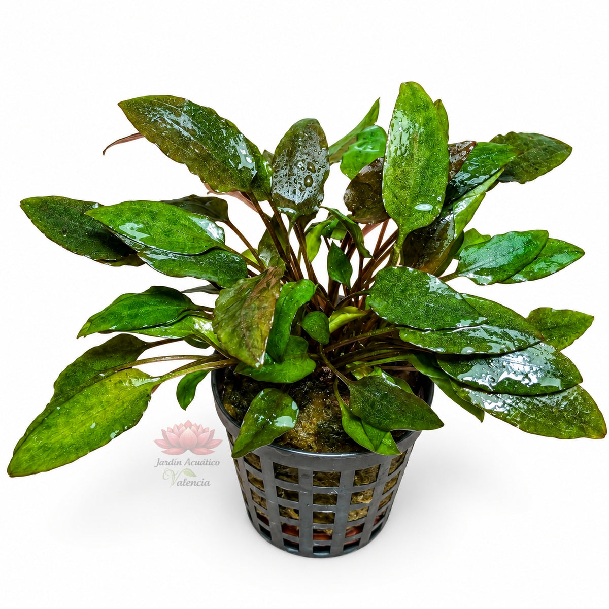 Cryptocoryne moehlmannii | Planta de roseta para acuarios