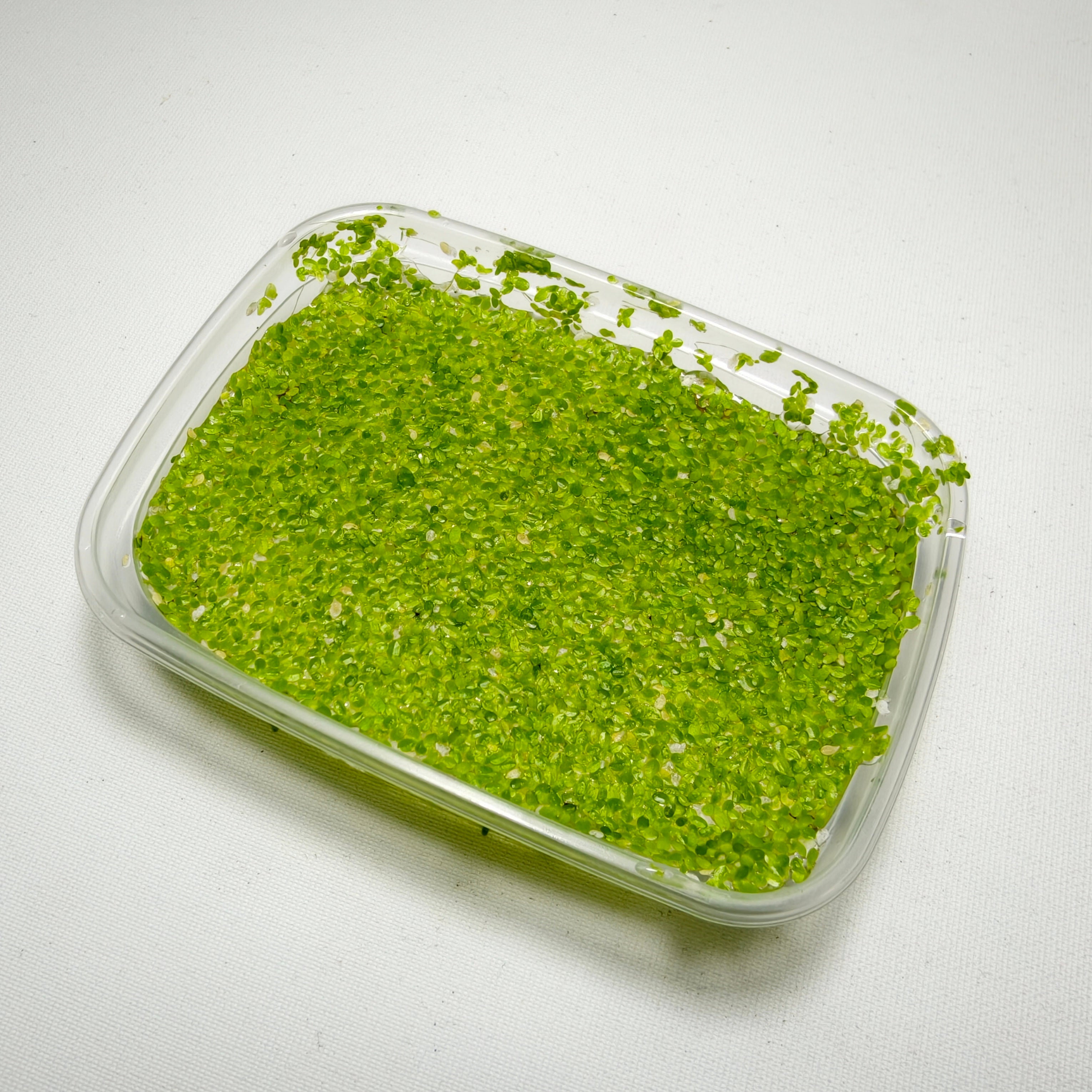 Lenteja de Agua (Lemna minor) | Planta Flotante para Acuario