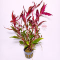 Alternanthera Reineckii Pink | Planta Rosa Premium para Acuario