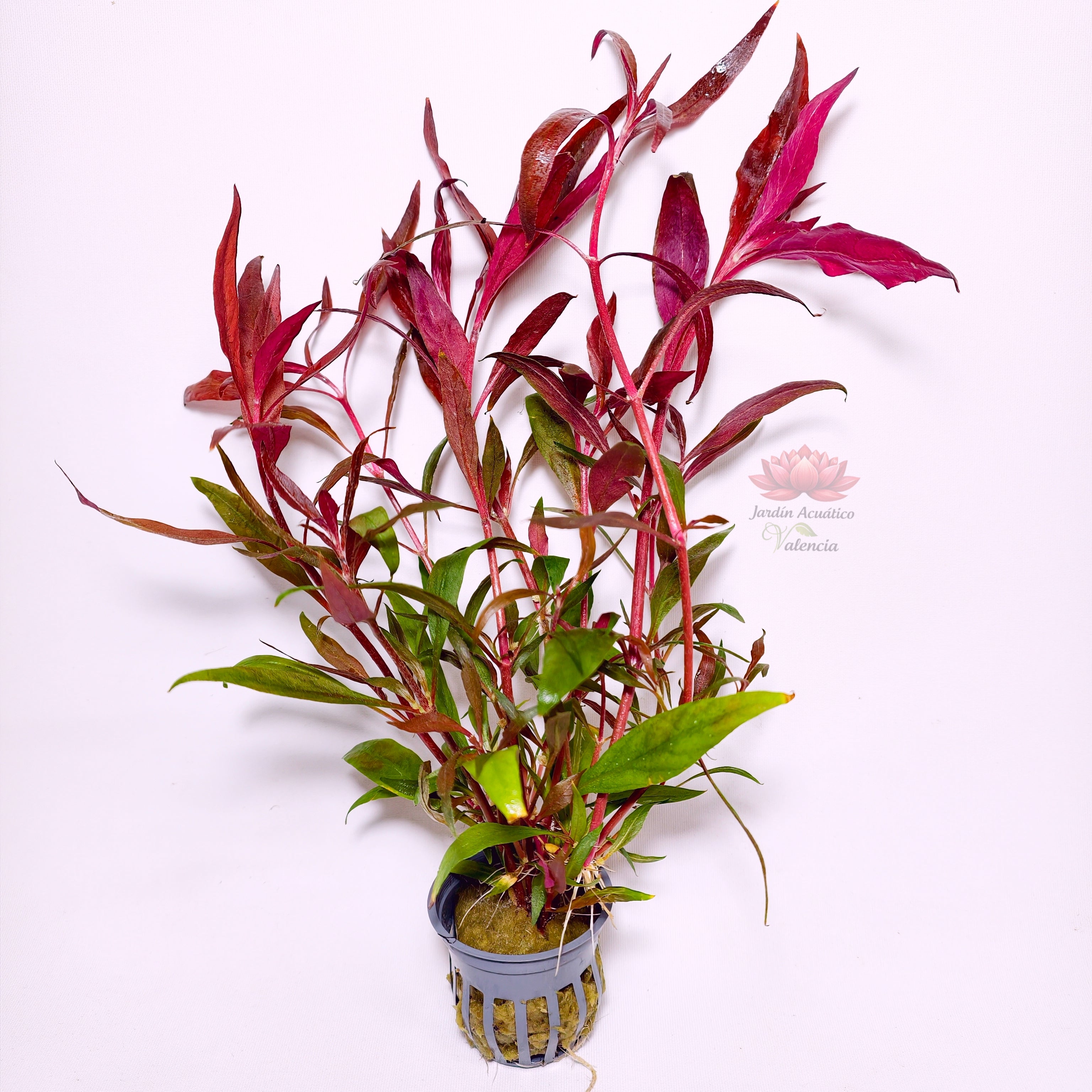 Alternanthera Reineckii Pink | Planta Rosa Premium para Acuario